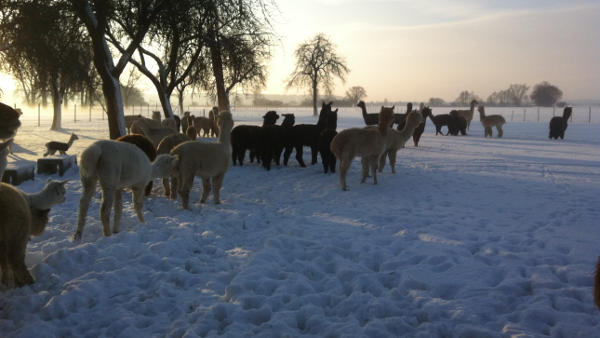 Alpakas im Schnee_1